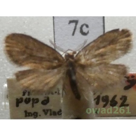 Psyche casta (Pallas, 1767) Czech7c